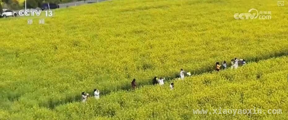 桃花早盛美，枣阳桃产业带富一方百姓，枣阳桃花绽放，农文旅融合激活乡村振兴密码