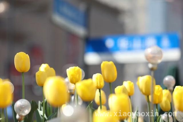 徐汇街头郁金香盛放，缤纷色彩暖了春日，春分邂逅徐汇郁金香，开启浪漫春日之旅