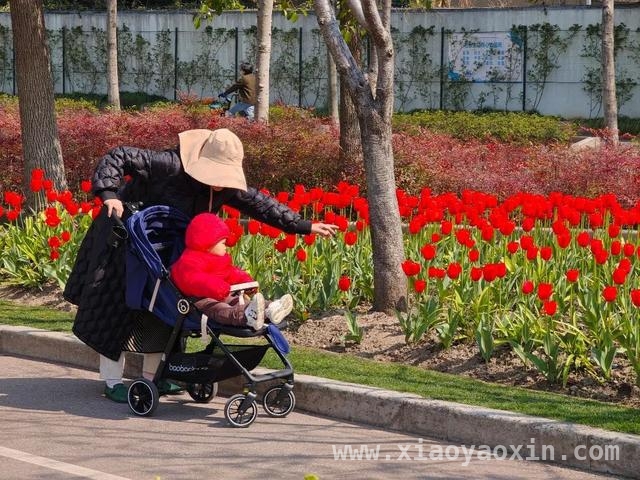 徐汇街头郁金香盛放，缤纷色彩暖了春日，春分邂逅徐汇郁金香，开启浪漫春日之旅