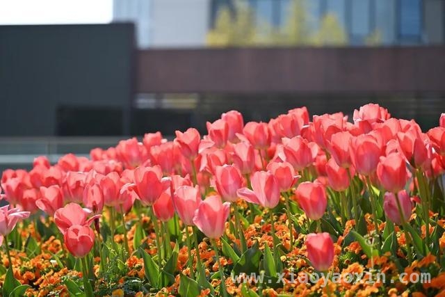 徐汇街头郁金香盛放，缤纷色彩暖了春日，春分邂逅徐汇郁金香，开启浪漫春日之旅
