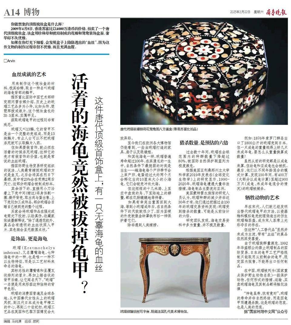 从唐代梳妆盒看玳瑁：艺术与生命的沉重较量