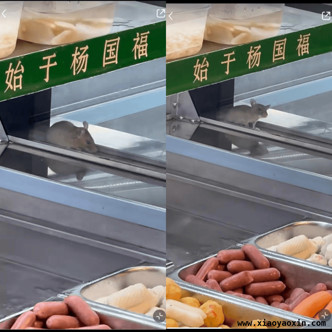 杨国福麻辣烫频现老鼠，监管之下能否整改到位？ 杨国福麻辣烫再爆老鼠事件，食品安全何去何从？