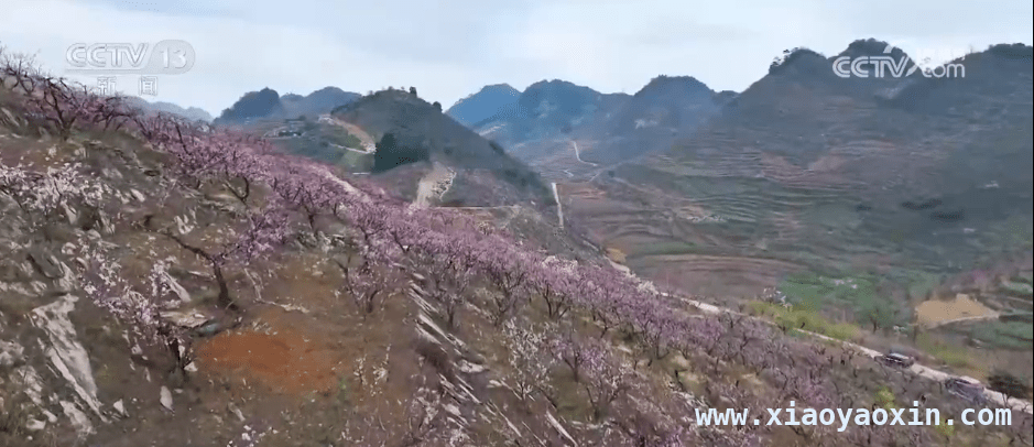 春日盛景：福建油菜花、贵州桃花与安徽油菜海的交织 花开时节：从福建到安徽，邂逅春日浪漫