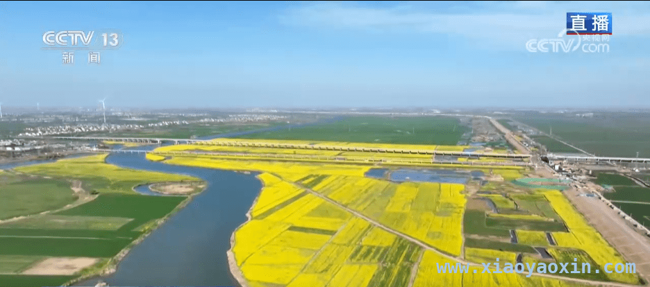 春日盛景：福建油菜花、贵州桃花与安徽油菜海的交织 花开时节：从福建到安徽，邂逅春日浪漫