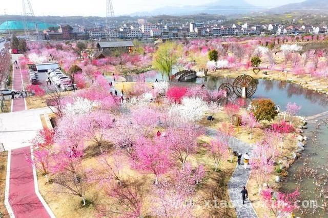 走进安康高新区桃花季，感受高质量发展成效，3月安康高新区桃花季，明星助阵开启欢乐之旅