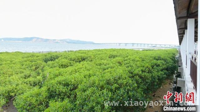 “海岸园丁”21年坚守，女儿接力续写红树林守护传奇