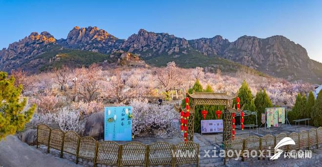 五莲大旺村樱桃花节：一场春日的视觉与文化盛宴，春日邂逅！五莲大旺村樱桃花海开启浪漫之旅