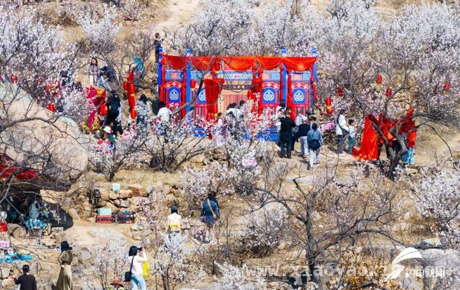 五莲大旺村樱桃花节：一场春日的视觉与文化盛宴，春日邂逅！五莲大旺村樱桃花海开启浪漫之旅