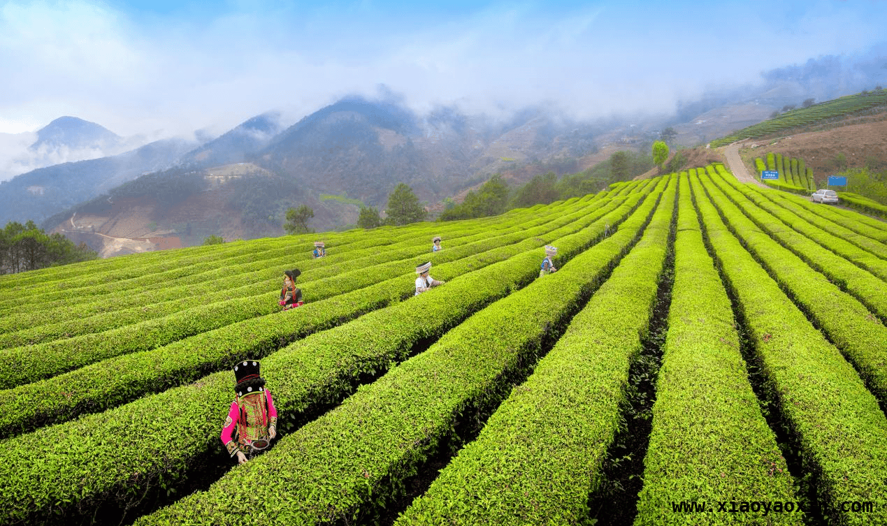 2025春茶季：“两山”理念下茶产业绘就共富新画卷