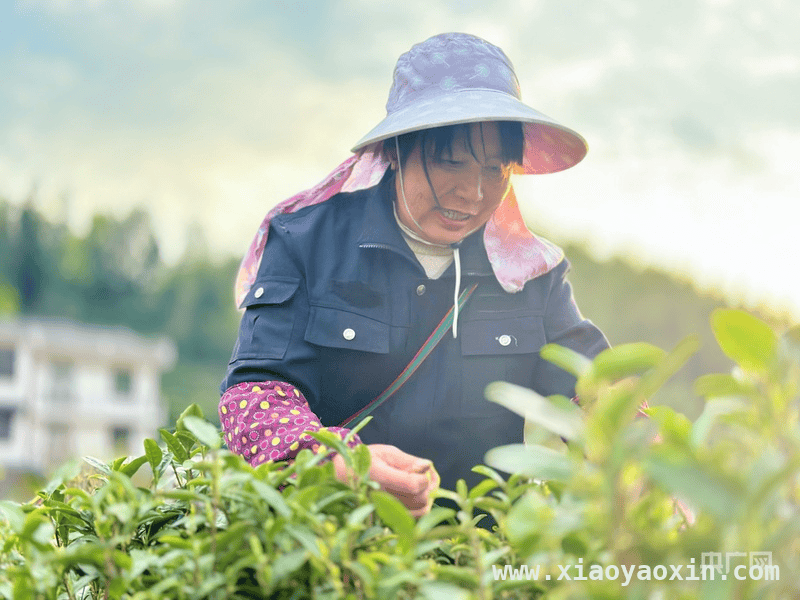 2025春茶季：“两山”理念下茶产业绘就共富新画卷