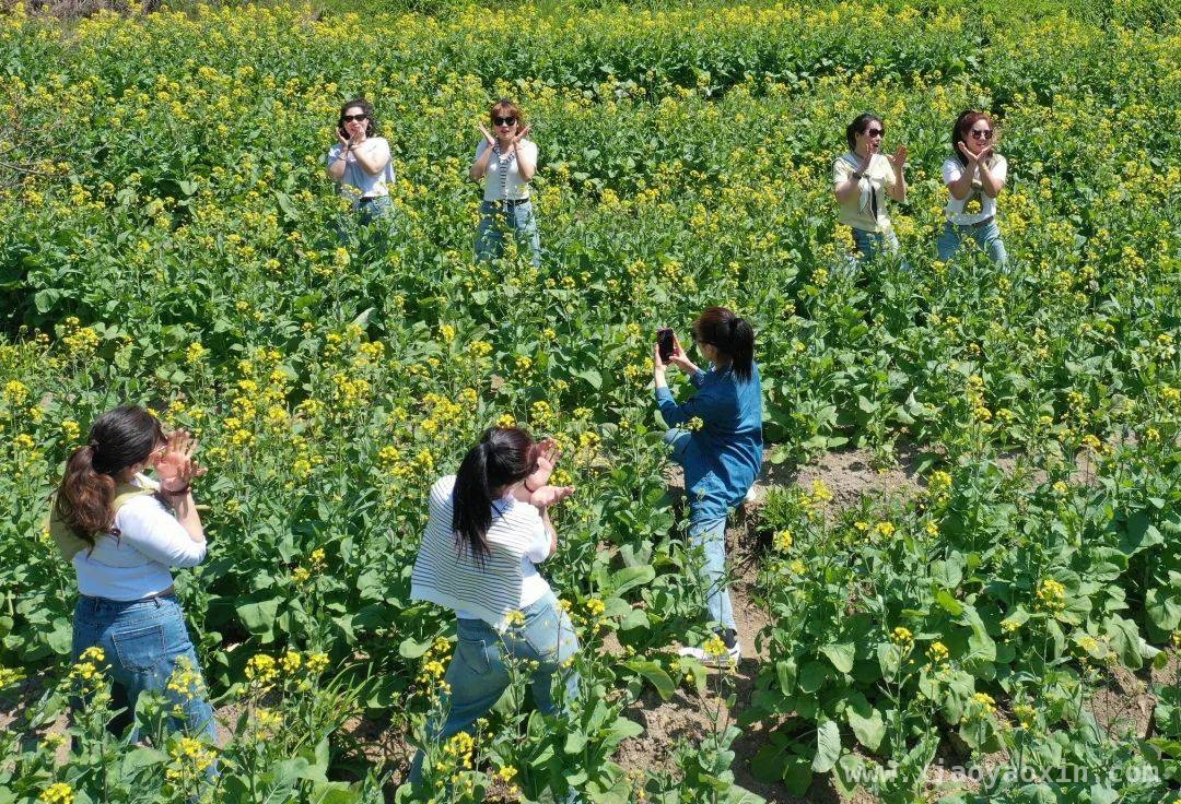 三元区白水村：五彩油菜花绘就春日田园画卷
