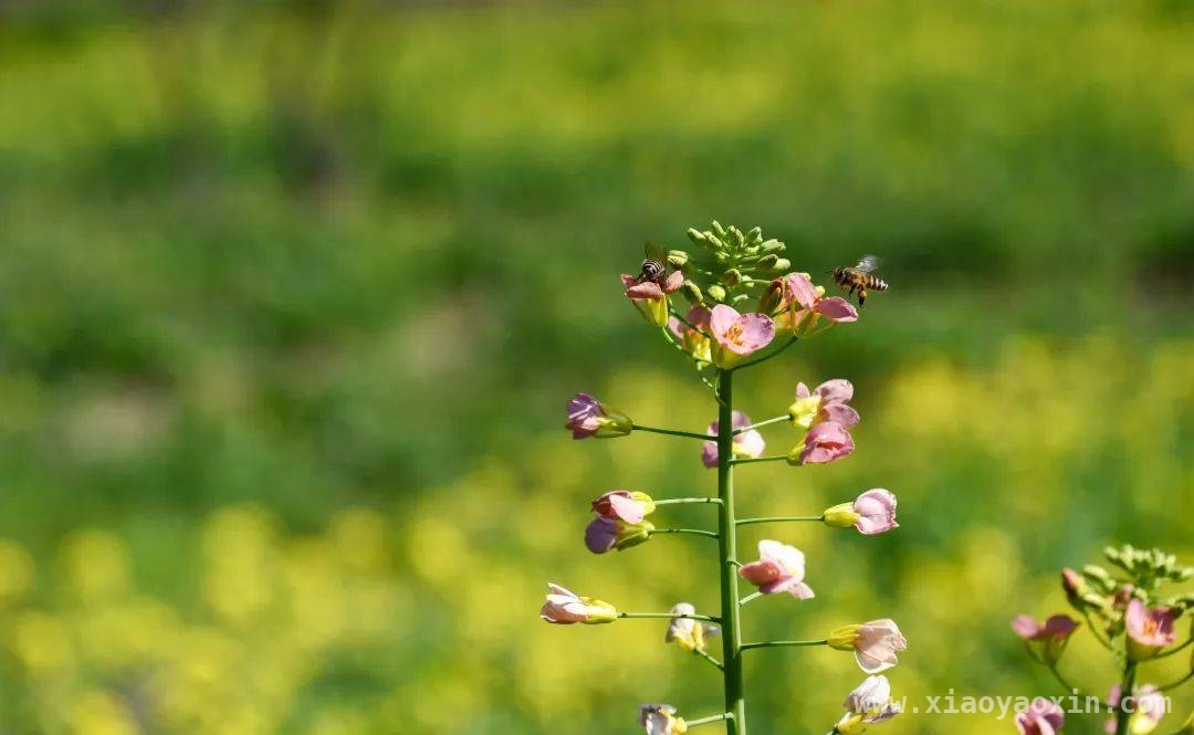 三元区白水村：五彩油菜花绘就春日田园画卷