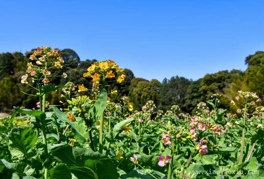 三元区白水村：五彩油菜花绘就春日田园画卷