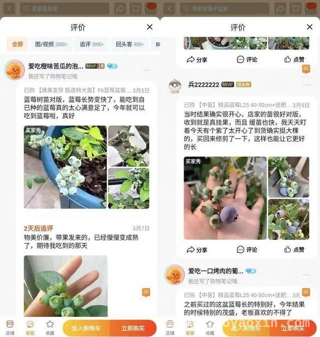 春日新潮流：办公室种蓝莓，“蓝莓自由”近在咫尺，今年春天，年轻人靠花盆实现“蓝莓自由”，你跟上了吗？