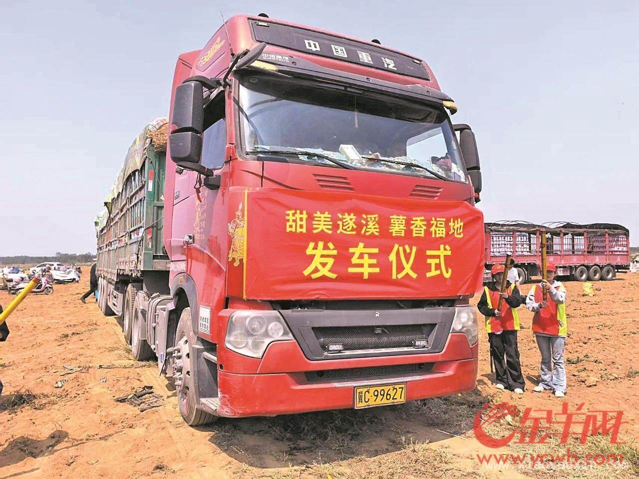 遂溪红薯：从“救命粮”到“国际范”的华丽转身，“中国第一甜县”：红薯带富一方百姓