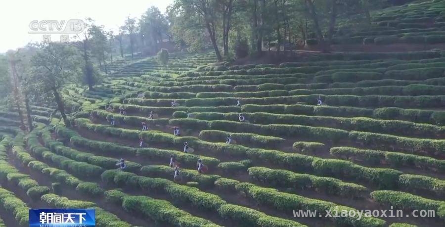 春茶季：从热闹交易到智慧茶园的春日盛景，春日茶香飘，全国春茶采摘交易正当时