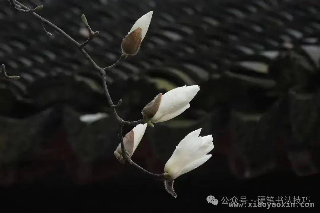 书法名家风采展示，下期兰亭序精彩来袭，书法盛宴：本期书家展示与〈兰亭序〉下期预告