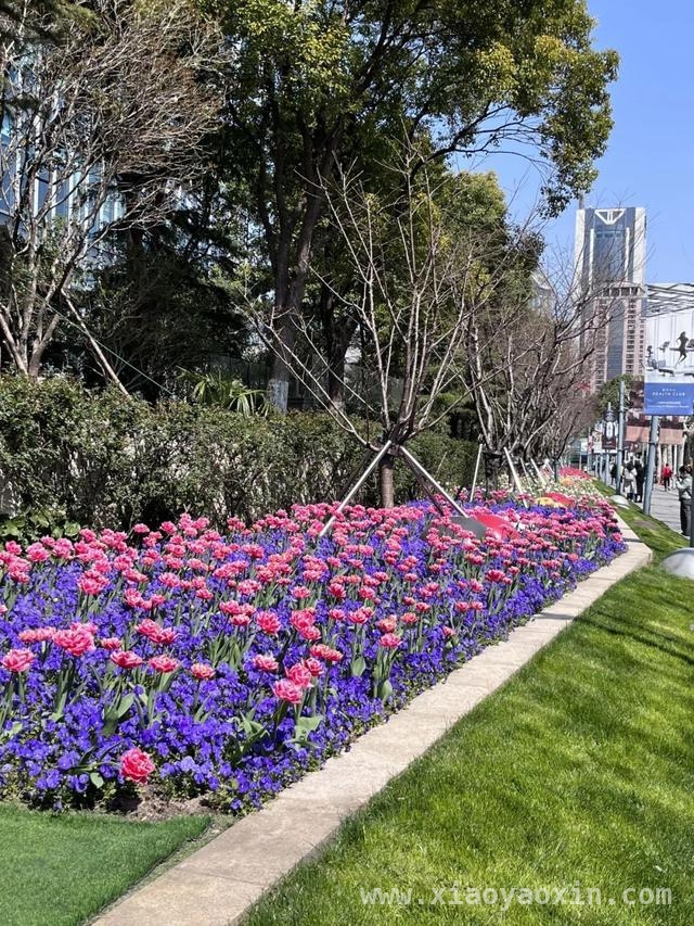 跟着郁金香，在静安开启一场春日City Walk，申城春日：静安街头郁金香的浪漫之约