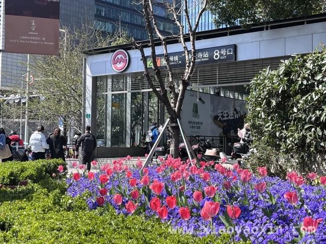 跟着郁金香，在静安开启一场春日City Walk，申城春日：静安街头郁金香的浪漫之约