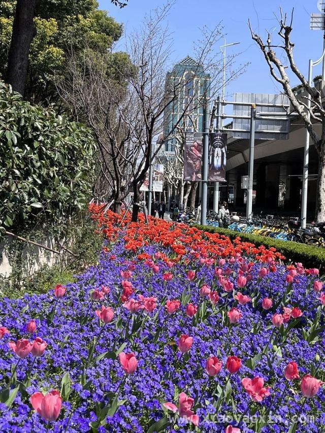 跟着郁金香，在静安开启一场春日City Walk，申城春日：静安街头郁金香的浪漫之约