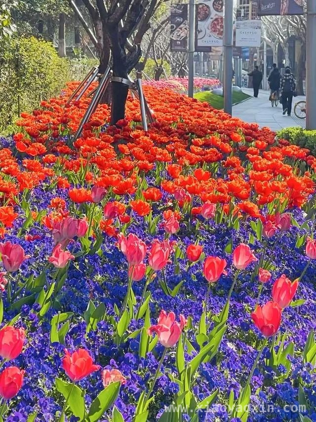 跟着郁金香，在静安开启一场春日City Walk，申城春日：静安街头郁金香的浪漫之约