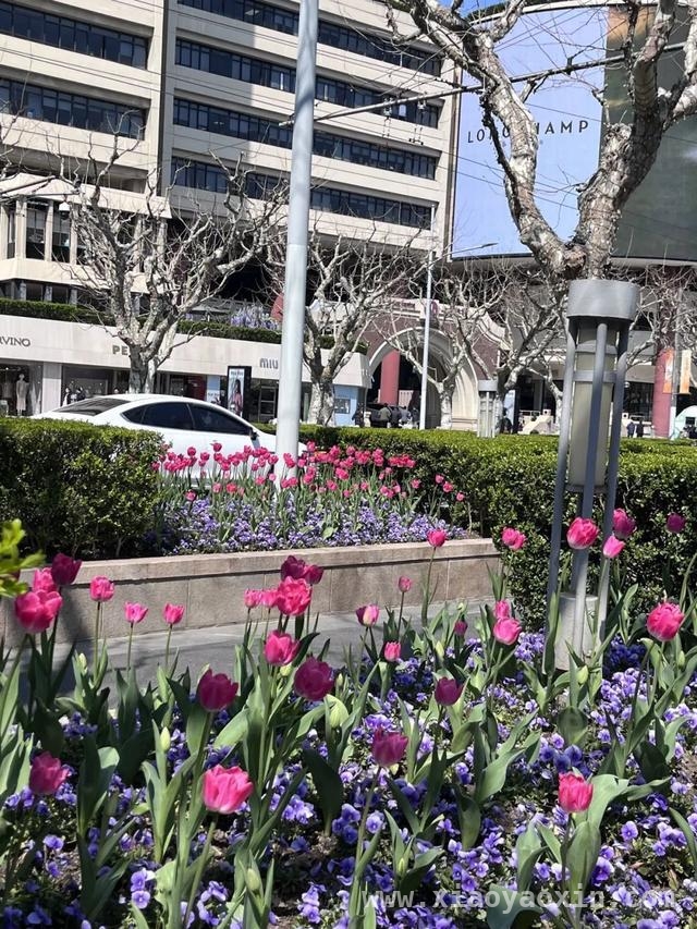 跟着郁金香，在静安开启一场春日City Walk，申城春日：静安街头郁金香的浪漫之约