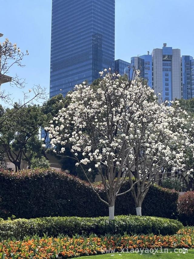 跟着郁金香，在静安开启一场春日City Walk，申城春日：静安街头郁金香的浪漫之约