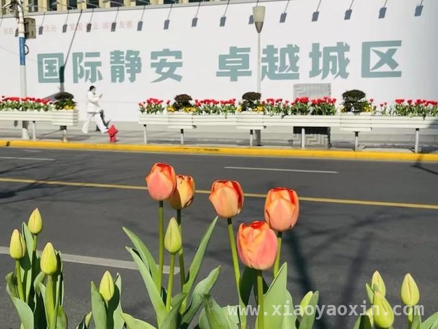 跟着郁金香，在静安开启一场春日City Walk，申城春日：静安街头郁金香的浪漫之约