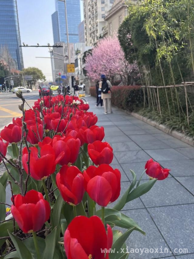 跟着郁金香，在静安开启一场春日City Walk，申城春日：静安街头郁金香的浪漫之约