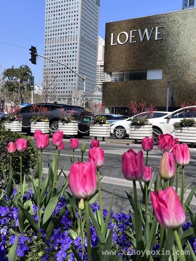 跟着郁金香，在静安开启一场春日City Walk，申城春日：静安街头郁金香的浪漫之约