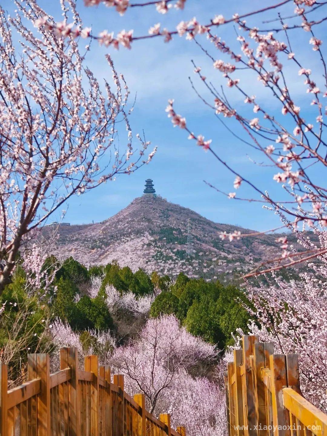 5. 春日游，北京这几处赏花地让你沉醉在“桃花海”！，1. 探秘北京春日“桃花海”，开启浪漫赏花之旅！