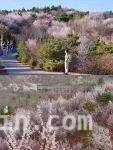 5. 春日游，北京这几处赏花地让你沉醉在“桃花海”！，1. 探秘北京春日“桃花海”，开启浪漫赏花之旅！