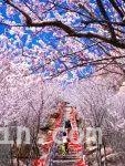 5. 春日游，北京这几处赏花地让你沉醉在“桃花海”！，1. 探秘北京春日“桃花海”，开启浪漫赏花之旅！
