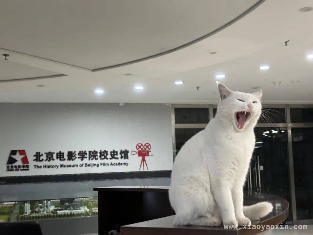 探寻校园里的萌宠趣事