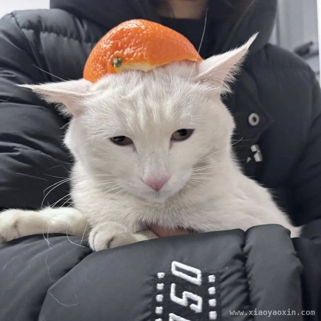 探寻校园里的萌宠趣事
