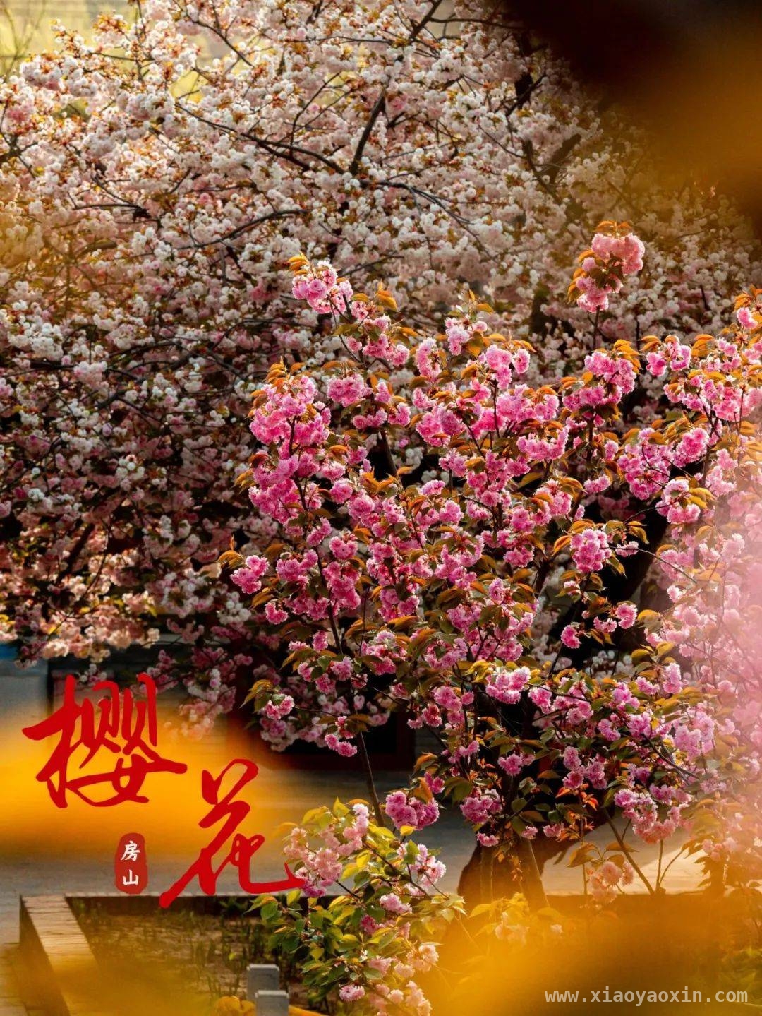 跟着这份攻略，邂逅房山春日繁花！，房山春日花事盛，邀您赴一场浪漫花期之约！