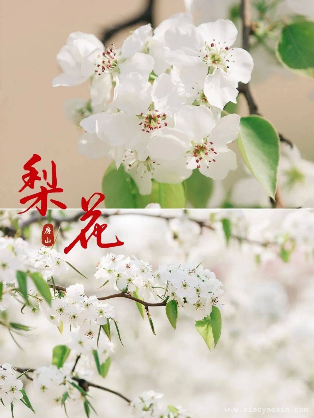 跟着这份攻略，邂逅房山春日繁花！，房山春日花事盛，邀您赴一场浪漫花期之约！