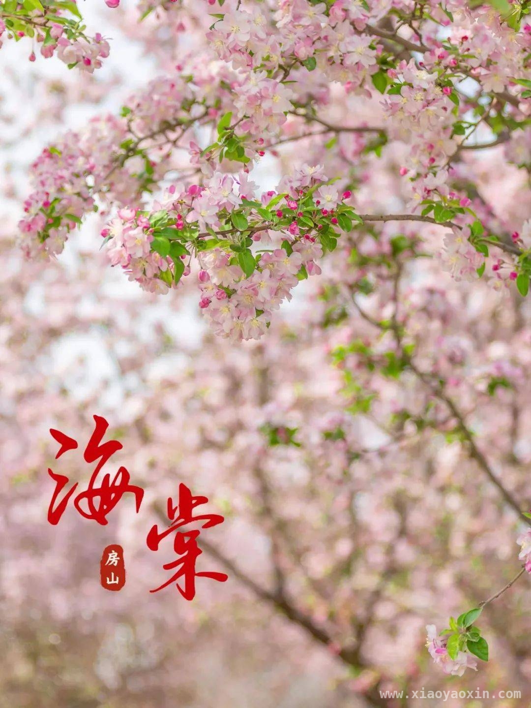 跟着这份攻略，邂逅房山春日繁花！，房山春日花事盛，邀您赴一场浪漫花期之约！