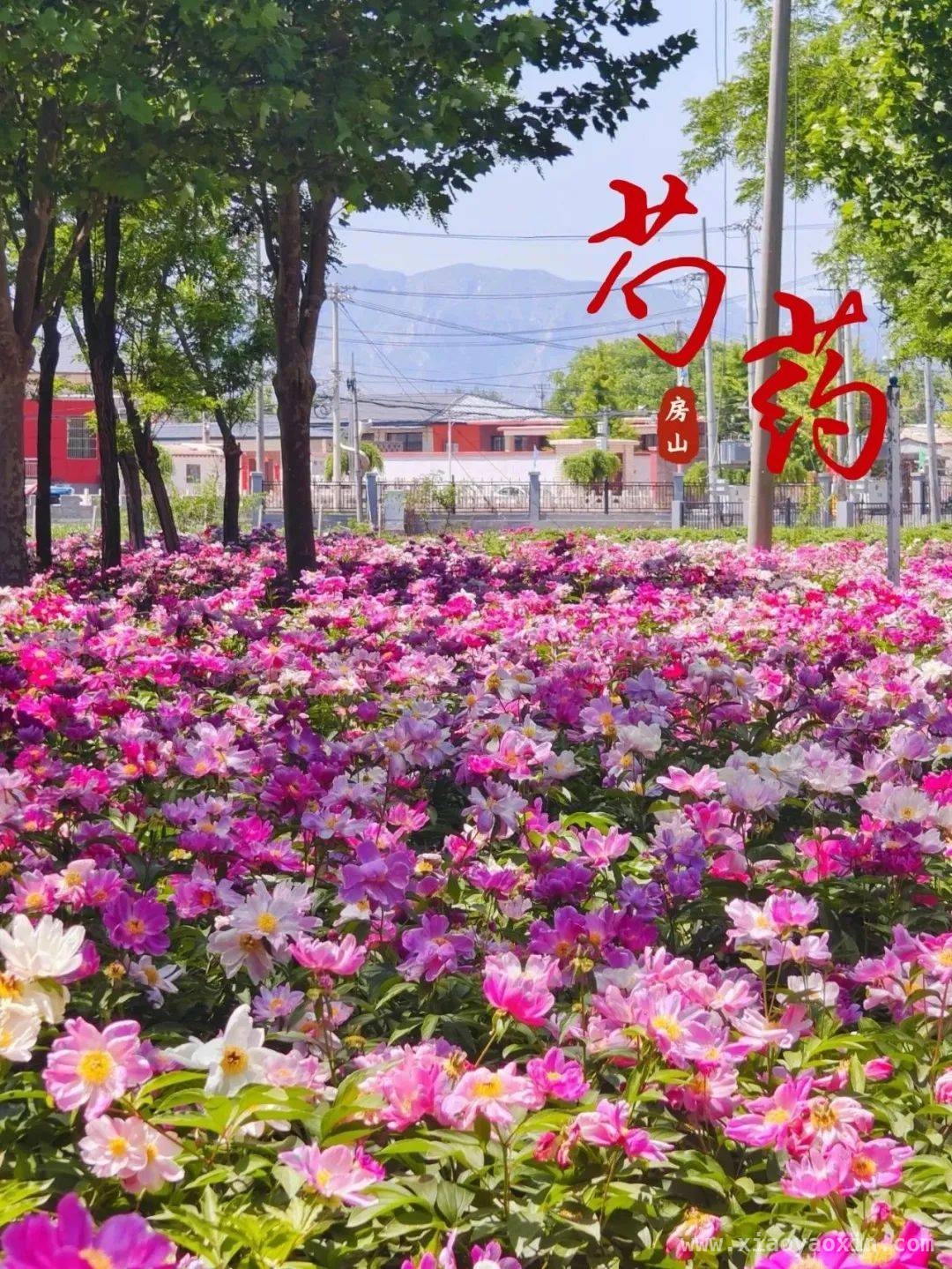 跟着这份攻略，邂逅房山春日繁花！，房山春日花事盛，邀您赴一场浪漫花期之约！