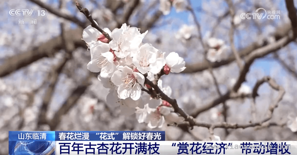 浪漫春日，湖北山东广西以花为媒开启增收新模式，从樱花到李花，各地“赏花经济”助力乡村振兴新征程