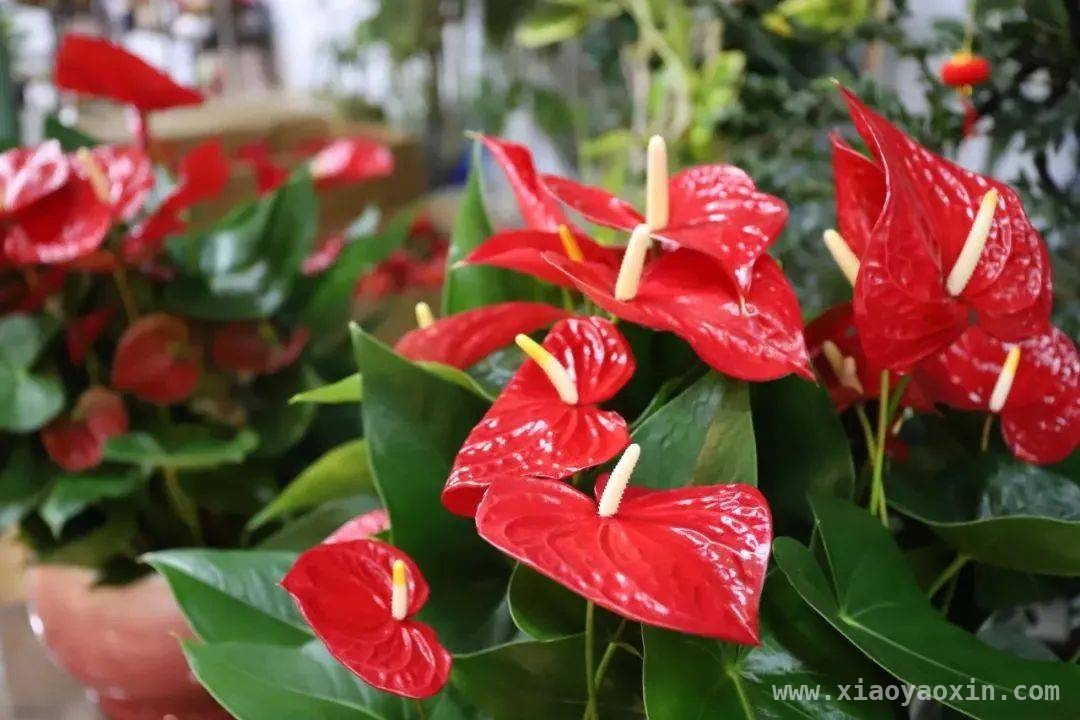 春日必去！花木城开启浪漫亲子之旅，春日打卡花木城，开启浪漫与欢乐的奇妙之旅