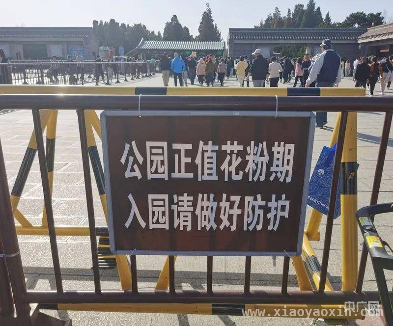 北京将种不产花粉柏树，缓解花粉过敏难题，今年北京花粉为何尤其多？答案在这里