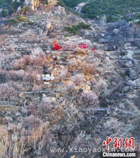 日照赏花活动引汉服爱好者盛赞，乡村经济焕新活力 日照春花绽放：用“颜值”为县域经济贡献“产值”
