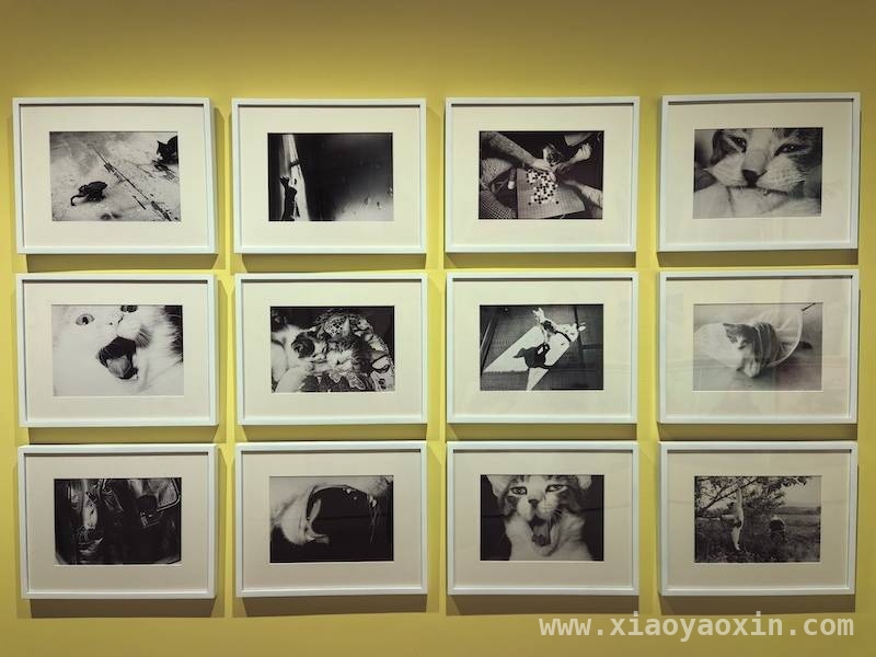 北京时代美术馆宠物摄影展：捕捉动物与人类的温情瞬间