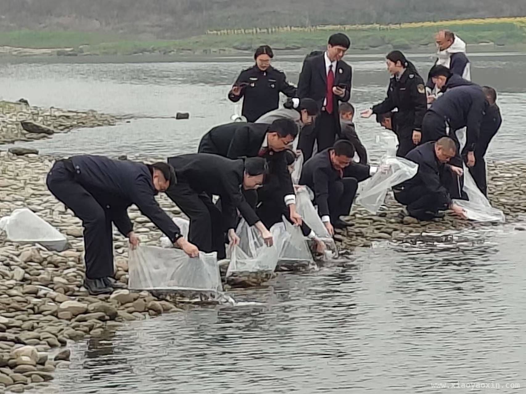 增殖放流：大安法院守护长江生态的生动实践，司法助力，三月沱江畔奏响长江生态修复新乐章