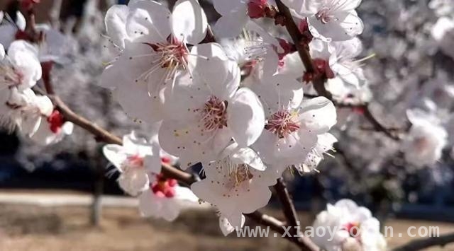 跟随镜头，探寻校园“花花”世界