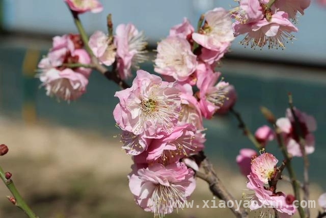 跟随镜头，探寻校园“花花”世界