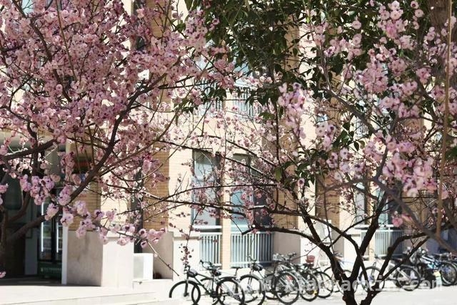 跟随镜头，探寻校园“花花”世界