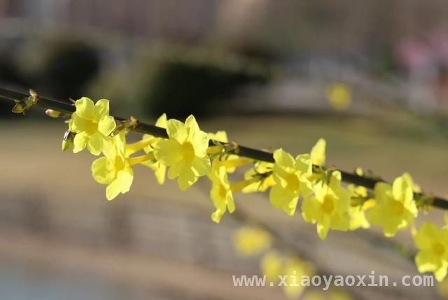 跟随镜头，探寻校园“花花”世界