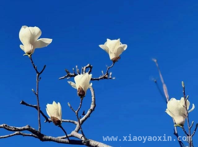跟随镜头，探寻校园“花花”世界